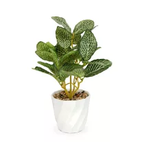 Műnövény dekoráció - fittonia - 20 x 9 cm