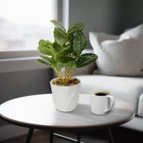 Műnövény dekoráció - fittonia - 20 x 9 cm
