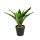 Műnövény dekoráció - zöld sáfrányfa - 20 x 8,5 cm