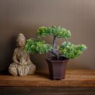Műnövény dekoráció - bonsai fa - 25 x 9 cm