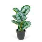 Műnövény dekoráció - zebralevél - zöld/fehér - 34 x 9 cm