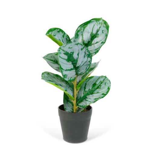 Műnövény dekoráció - zebralevél - zöld/fehér - 34 x 9 cm