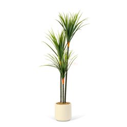 Műnövény dekoráció - Dracaena Marginata - zöld - 1,2 m
