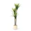 Műnövény dekoráció - Dracaena Marginata - zöld - 1,2 m