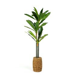 Műnövény dekoráció - Dracaena Fragrans - 1,1-1,2 m