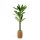 Műnövény dekoráció - Dracaena Fragrans - 1,1-1,2 m