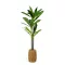 Műnövény dekoráció - Dracaena Fragrans - 1,1-1,2 m