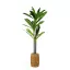 Műnövény dekoráció - Dracaena Fragrans - 1,1-1,2 m