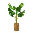 Műnövény dekoráció - filodendron - 1 m